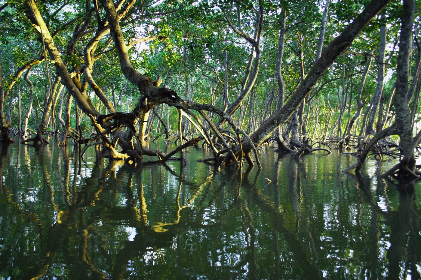 Kenya's Green Finance Taxonomy Explained: What Banks, Borrowers, and Investors Need to Know